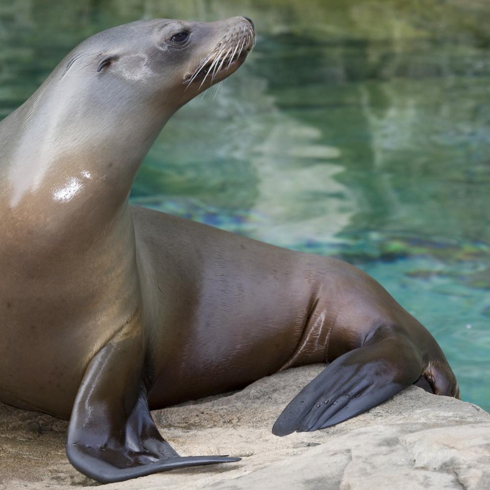 Sea lion standing on a rock with its blackish flippers visible