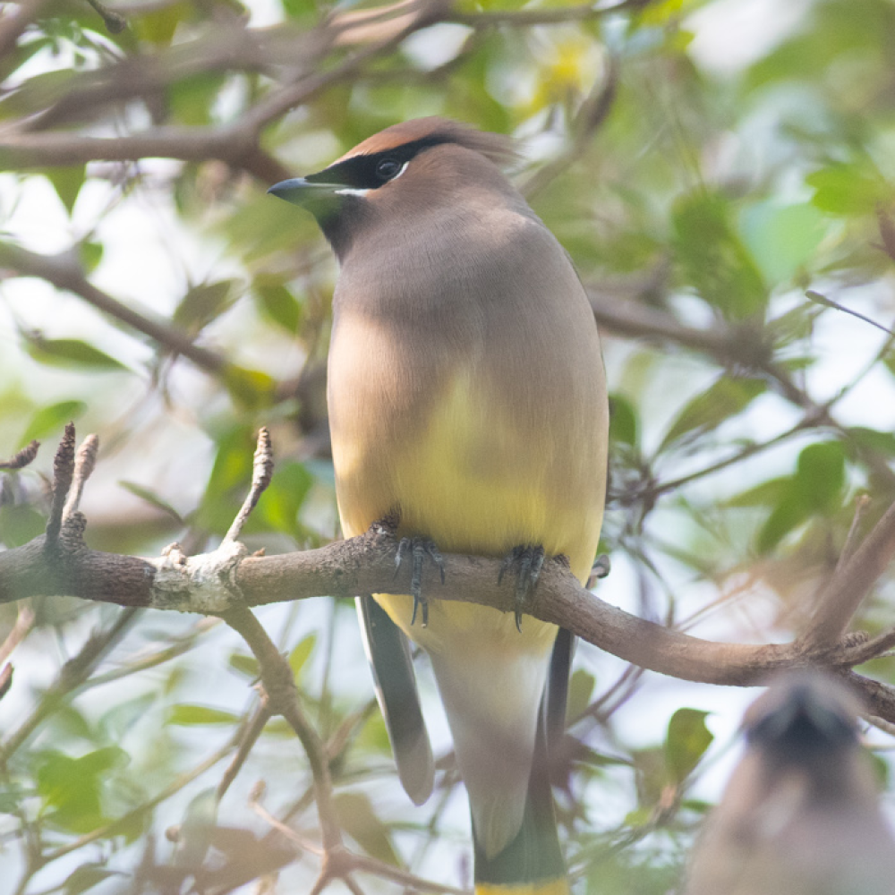 A single cedar waxwing rests upon a tree branch in the Bird Friendly Coffee Farm aviary.