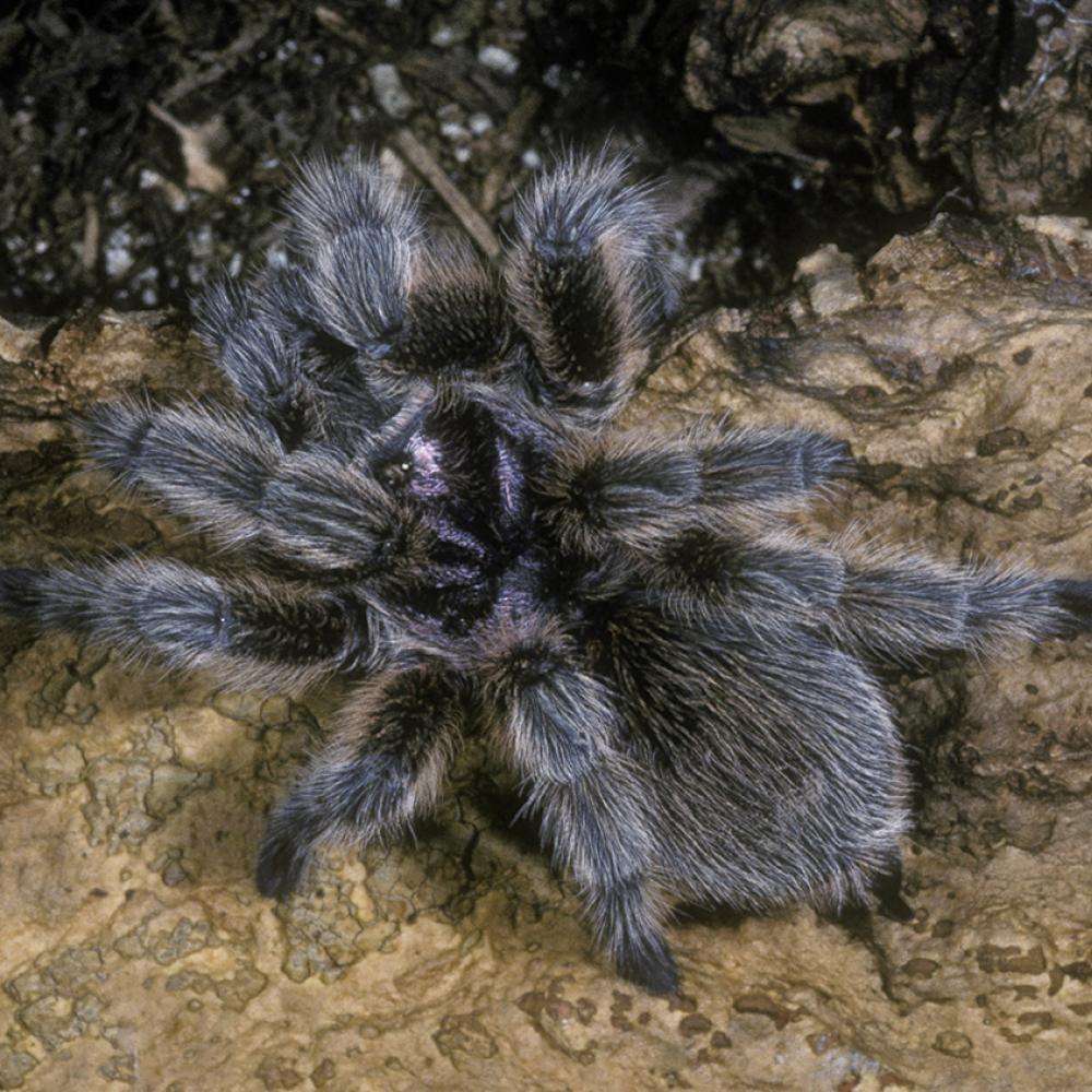 large spider with a blackish body and long gray hair