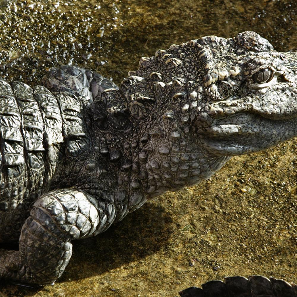 Upper body and head of a grayish alligator