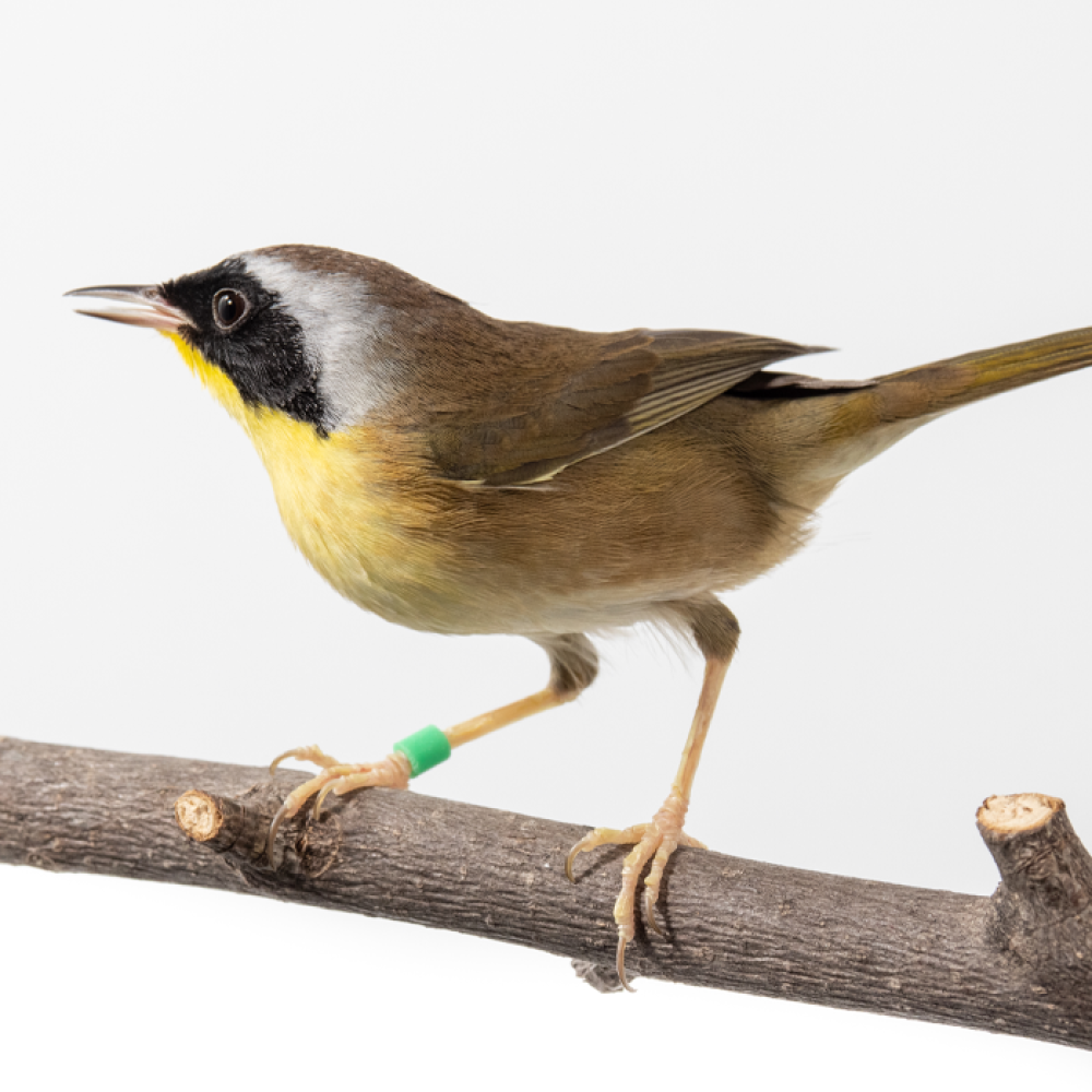 A male common yellowthroat perches on a branch. It has a black mask, a yellow throat and belly, and a brown head, wings, and tail.