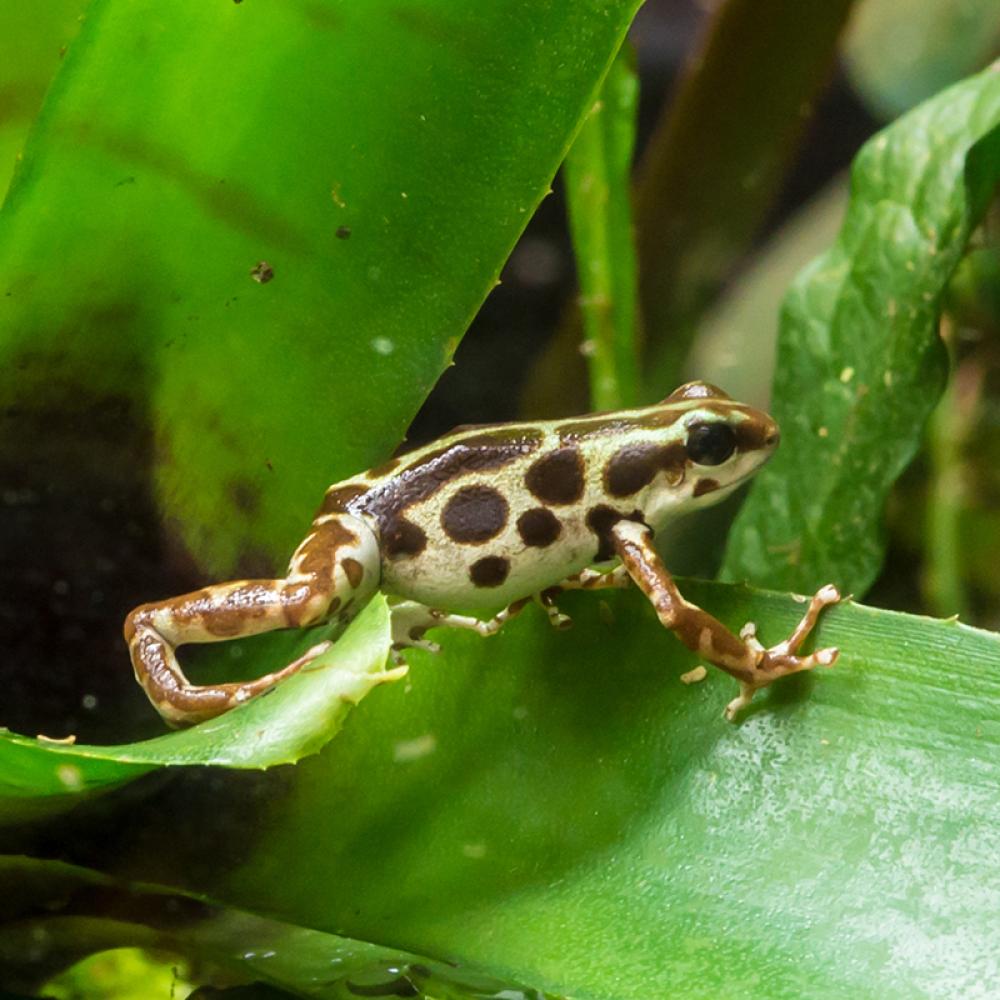mottled brown and white frog stepping across a leaf