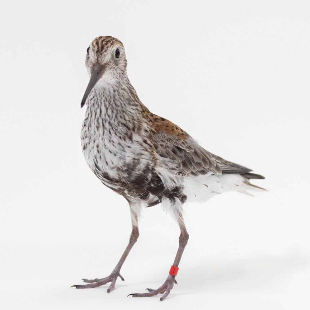 Forward profile of a dunlin, a small brown and grey shorebird with long legs and a long beak.