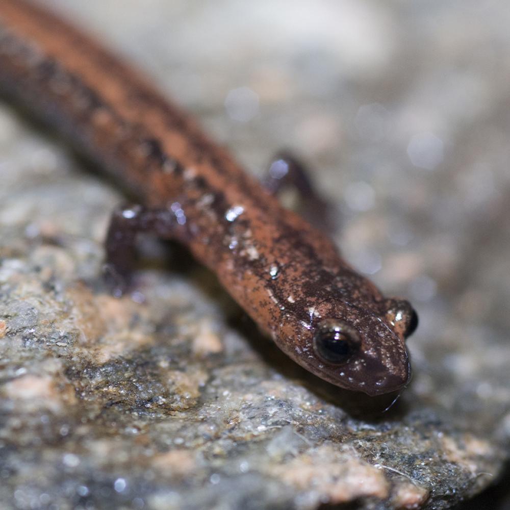 Thin, wormlike salamander with miniscule front legs and large eyes. The skin is wet-looking and reddish-brown speckled w/ blac