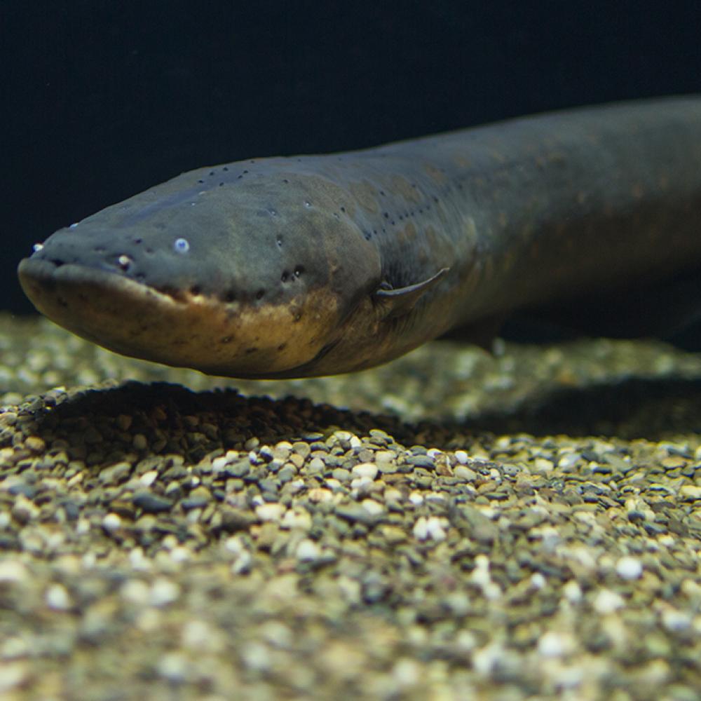 An electric eel swimming in the water over sand against a black backdrop