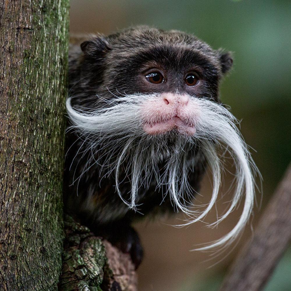 A small monkey, called an emperor tamarin, with dark fur, little ears and a long, curled, whispy, white "mustache" is perched in a tree