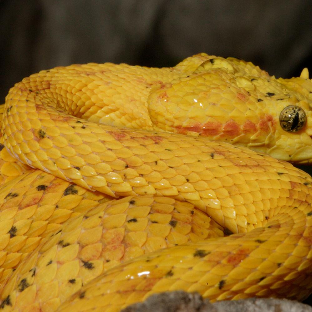 Coiled bright yellow snake with cat-like pupils