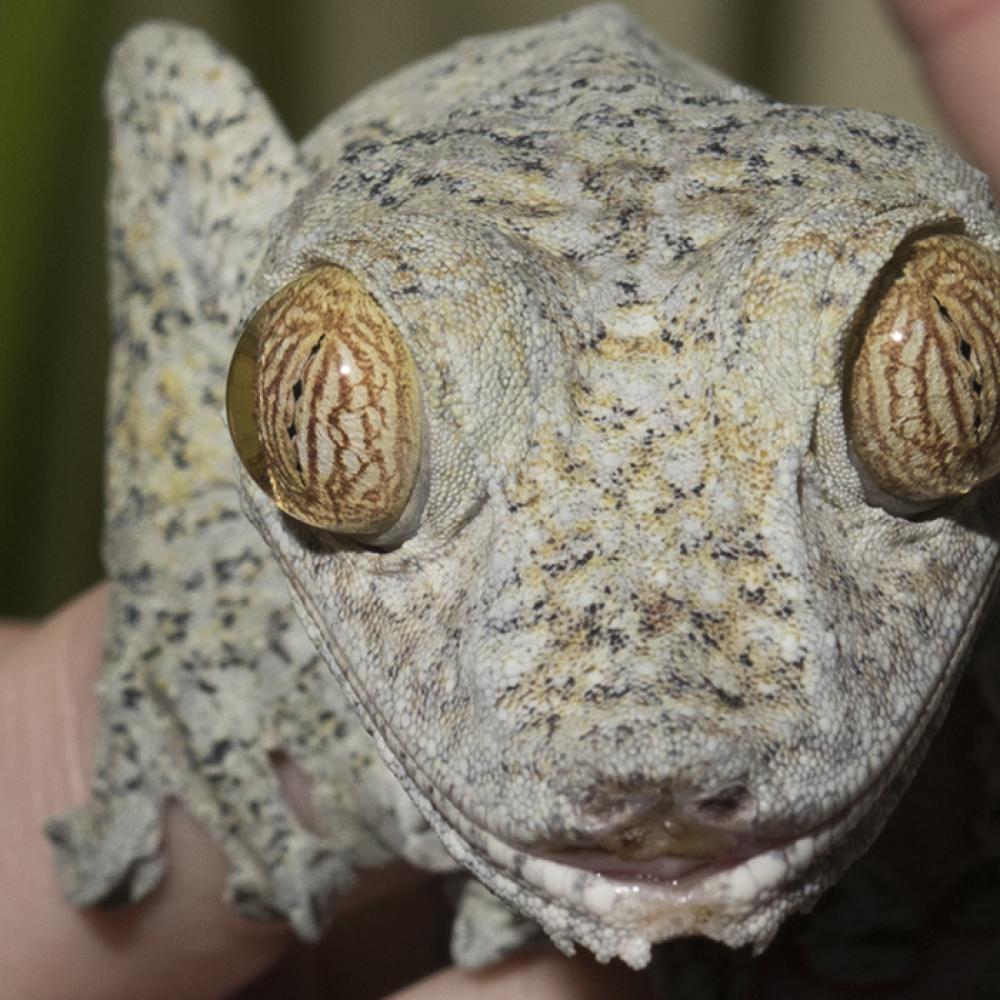 A giant leaf-tailed gecko held in a person's hand and looking directly at the camera