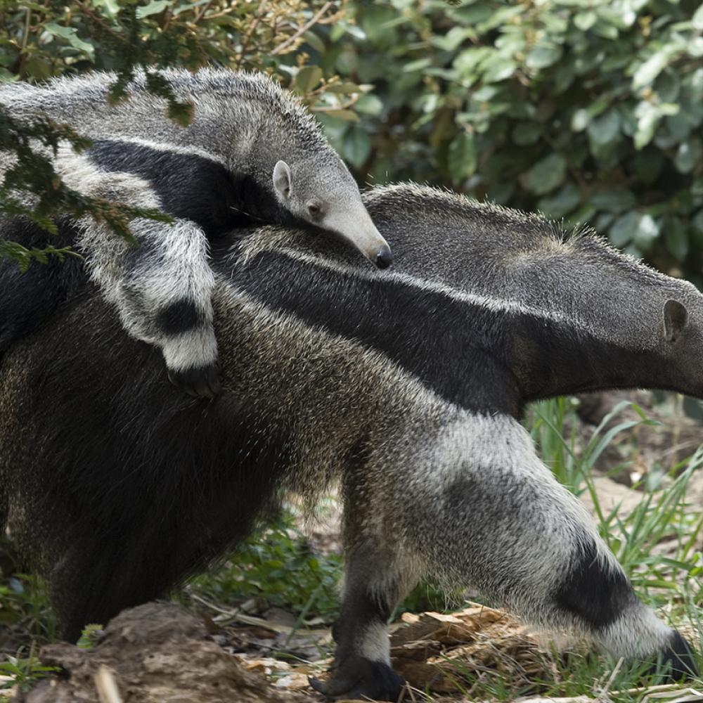 Baby anteater riding piggy back on its mother. They look identical to each other wtih long snouts, gray fur, and black chests