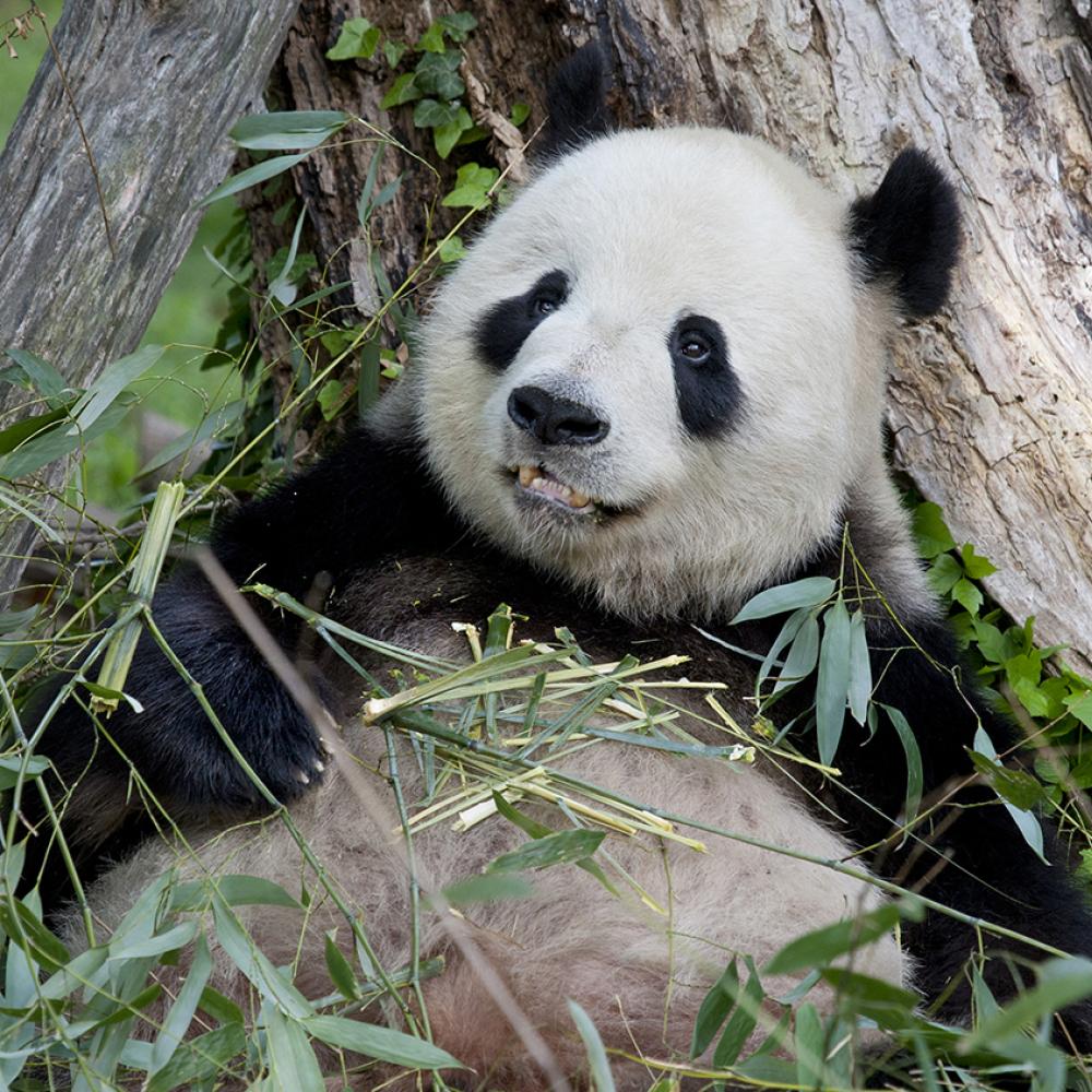a giant panda eats bamboo