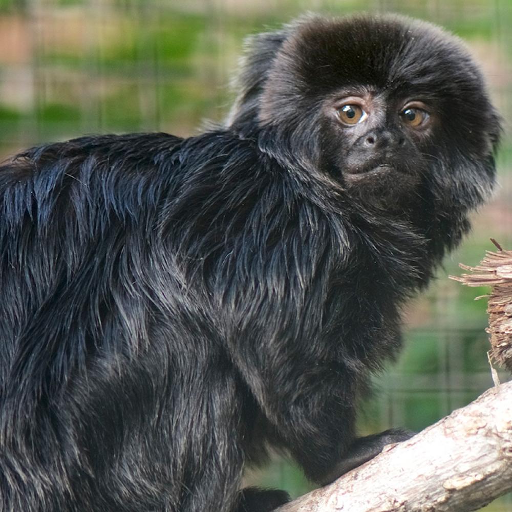 A shaggy, black-haired monkey, called a Goeldi's monkey, perched on a tree branch