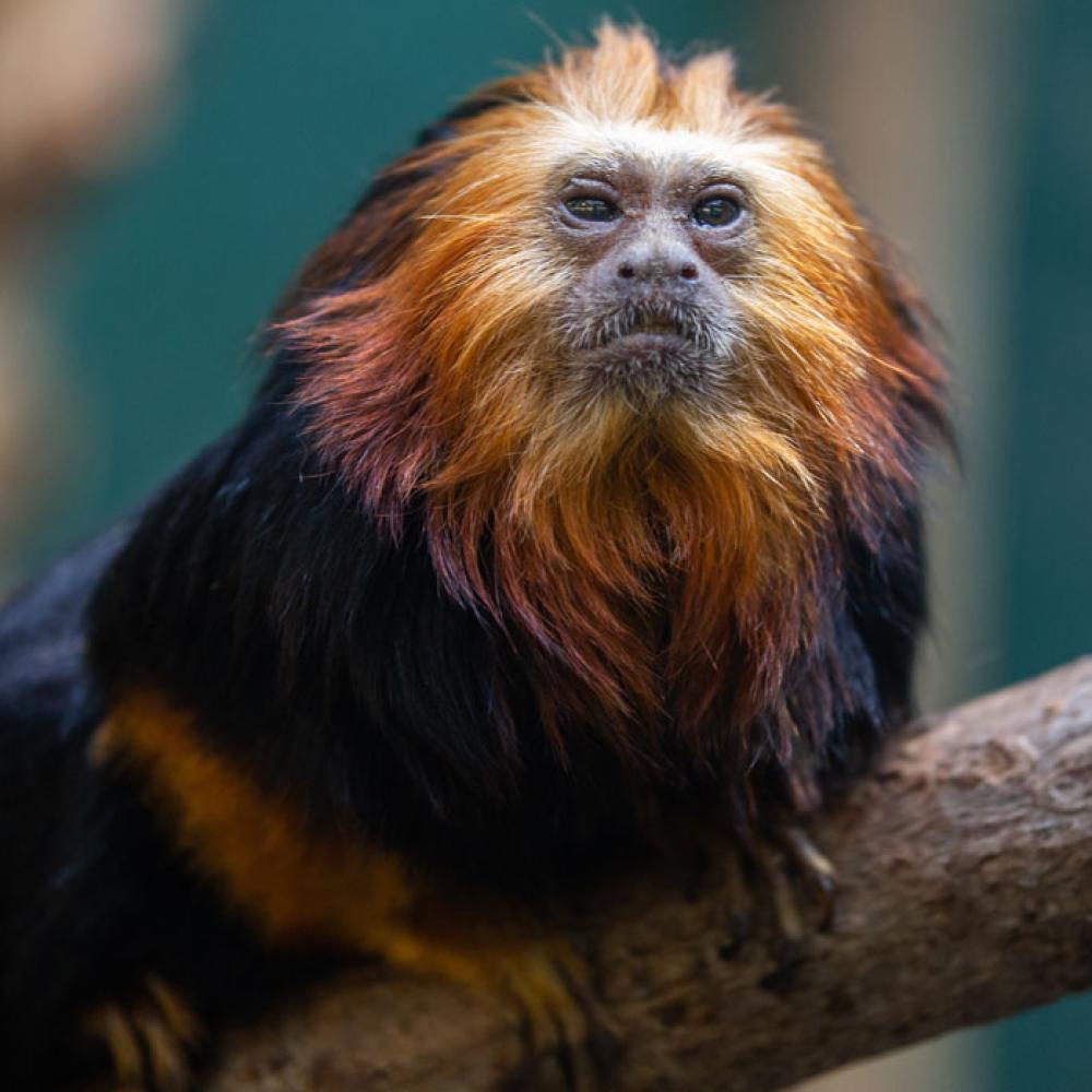 A golden-headed lion tamarin -- a small, furry primate with black and orange fur and an orange-red mane -- perched on a branch