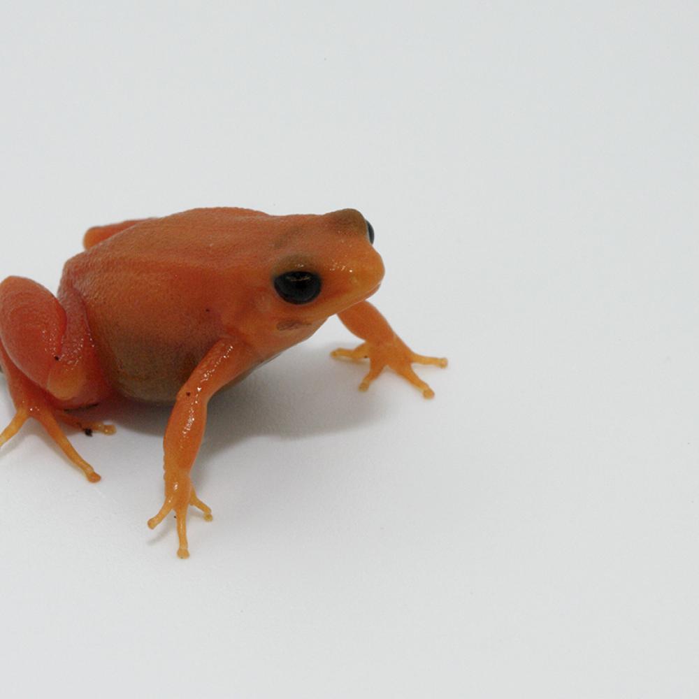 Bright orange small frog with ebony eyes