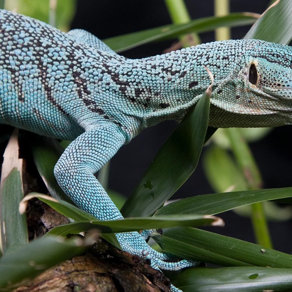 An emerald tree monitor lizard climbing on a branch with leaves
