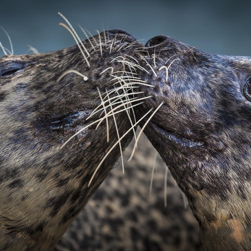 closeup of two harbor seals touching their heads together