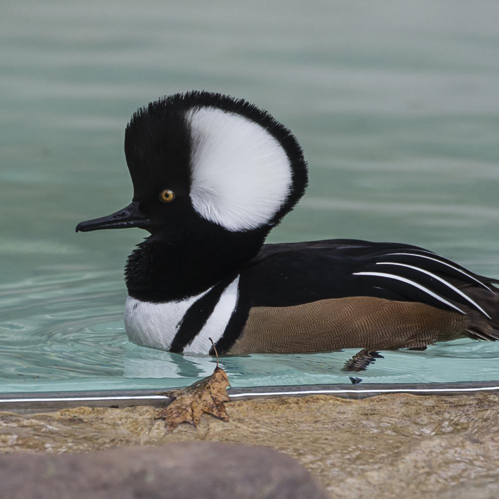 Duck with a shocking black crest with white interior, thin black bill, black back and brown sides floating on water