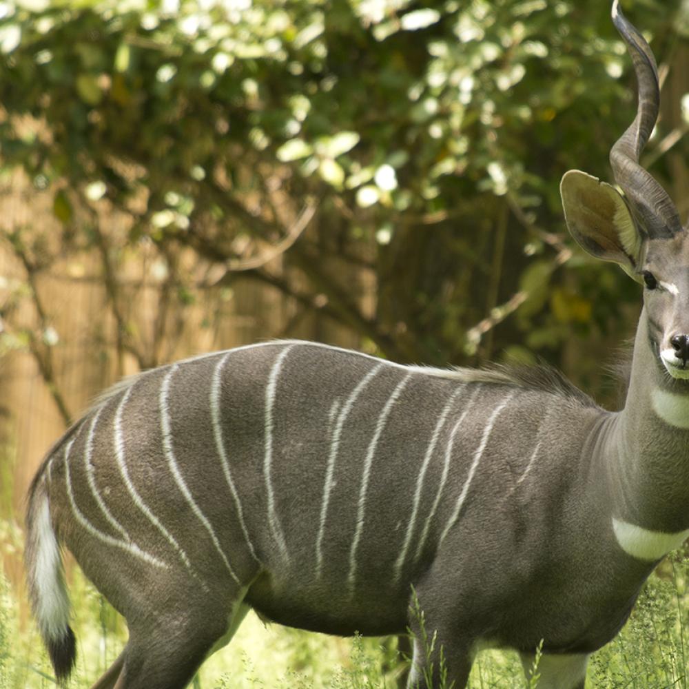 large gray deerlike animal with elegantly twisted horns spiralling upward and thin white longitudinal stripes on its body