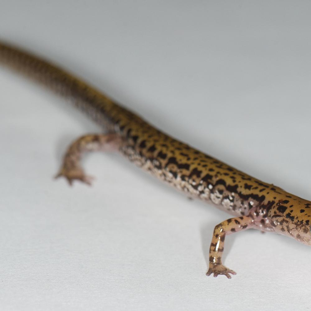A long skinny yellow salamander with intricate black markings scattered about