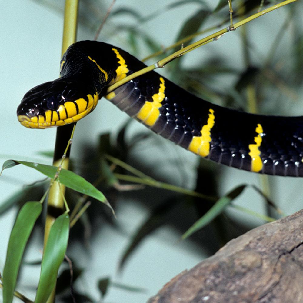 a black and yellow mangrove snake on a branch