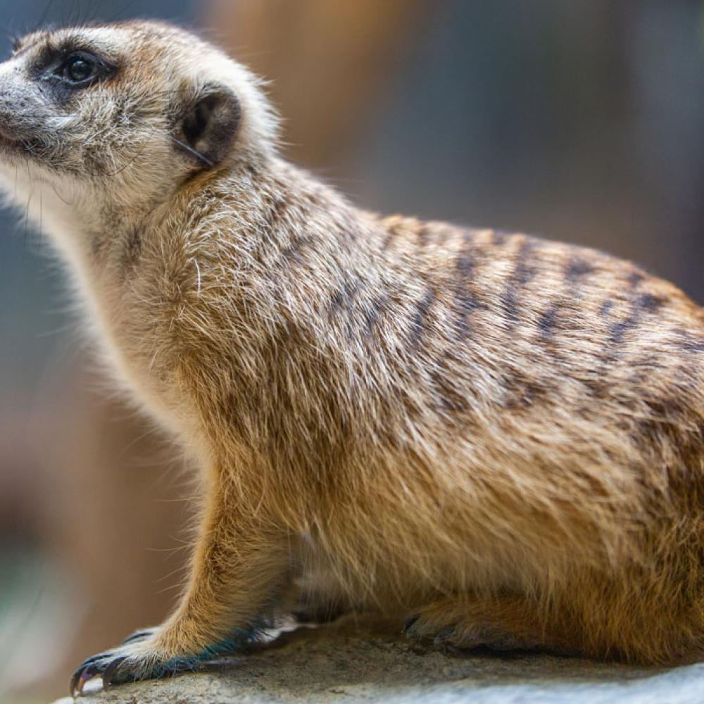 A small mammal, called a meerkat, with light-brown fur with dark brown stripes along its back.