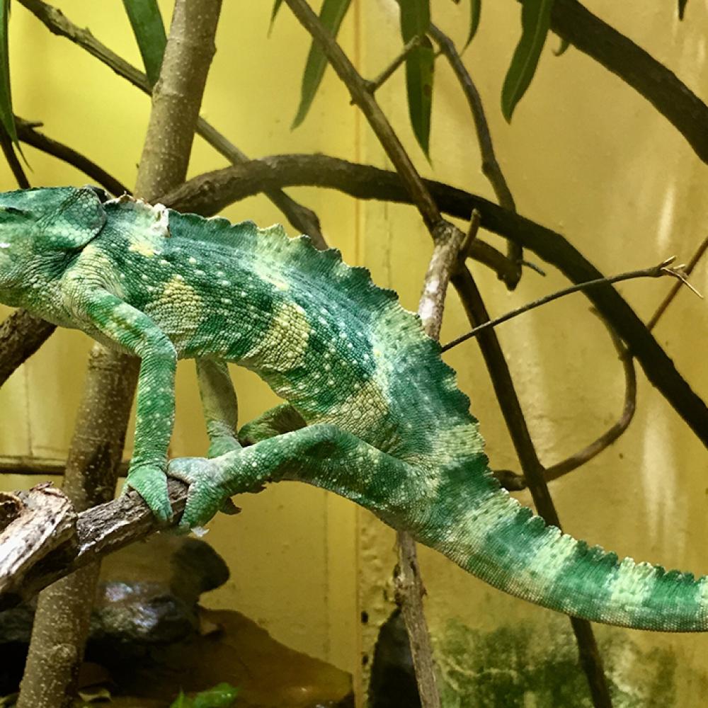 A Meller's chameleon perched on a branch in an exhibit at the Smithsonian's National Zoo's Reptile Discovery Center