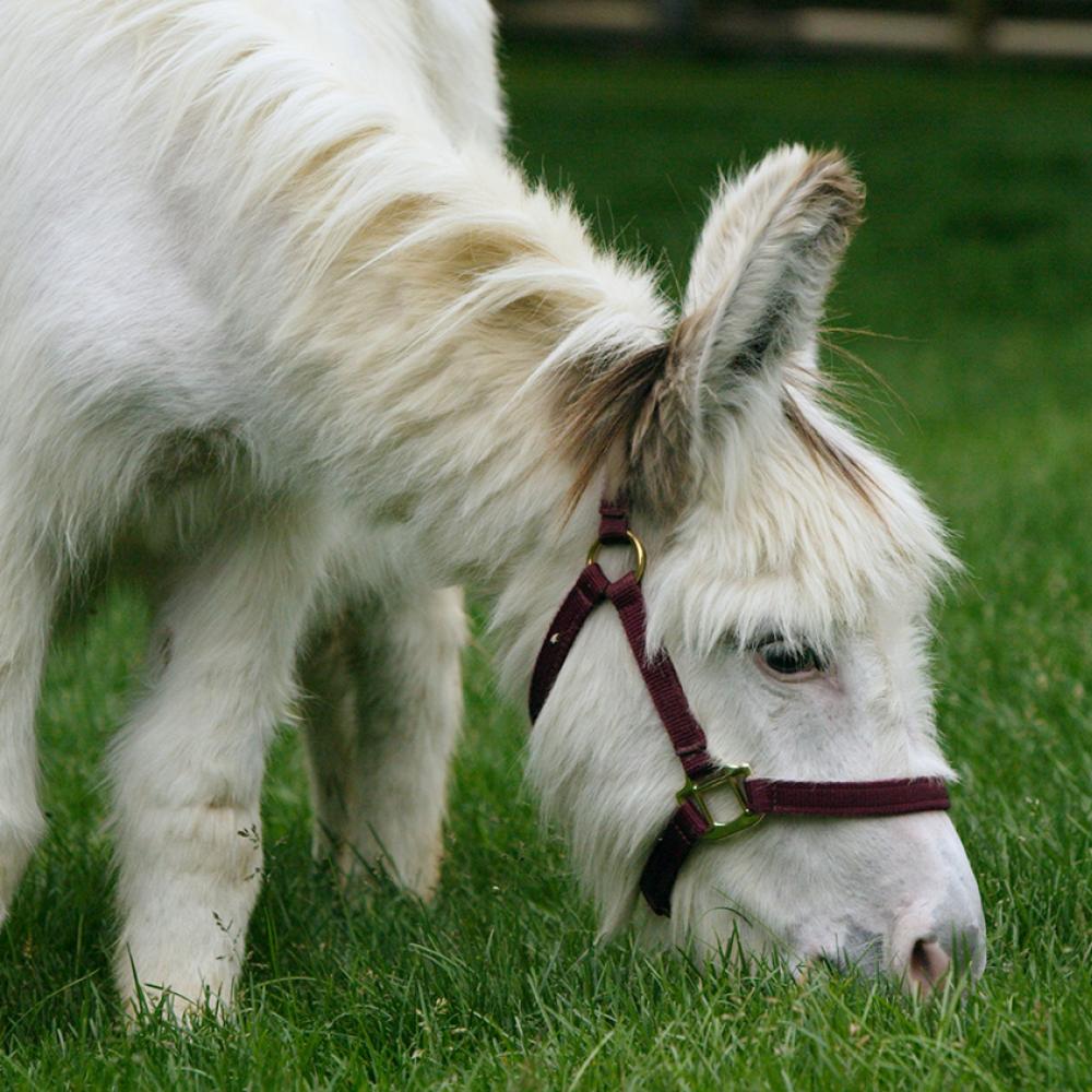 Petite white horselike creature grazing on green grass