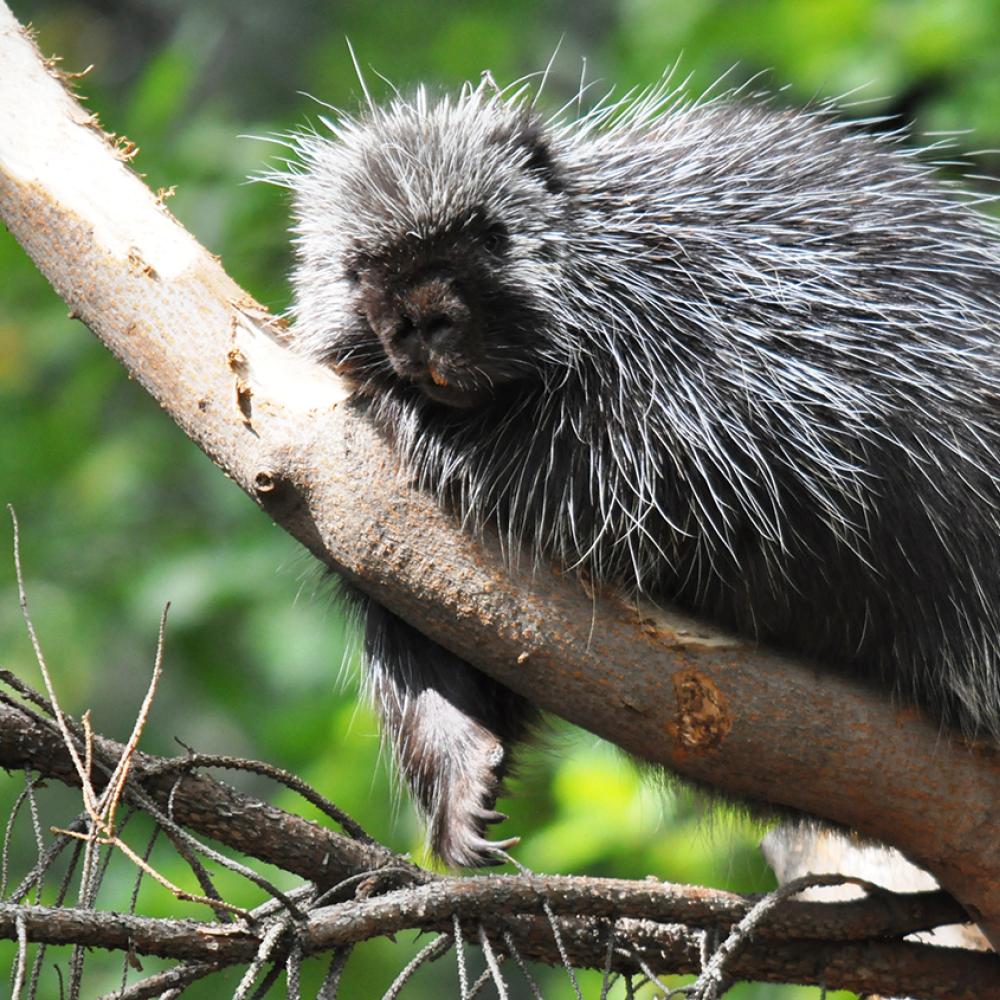 North American porcupine (small, dark colored animal with long white quills) in a tree