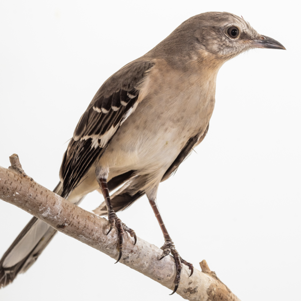 A northern mockingbird, a small songbird with a gray body, black and white wings, and a slightly downward curved gray beak, perches on a tree branch.