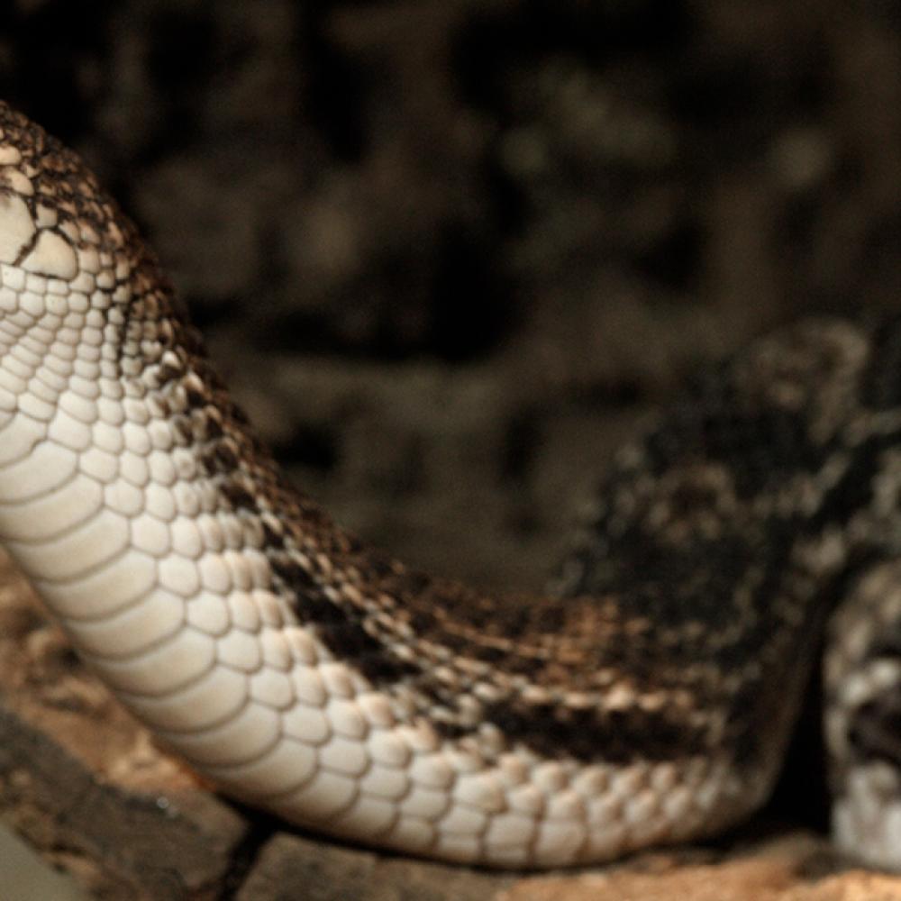 A northern pine snake, with its head and neck lifted