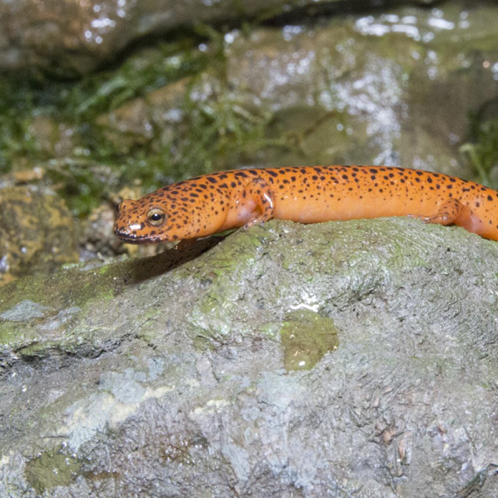 A northern red salamander climbing over rocks