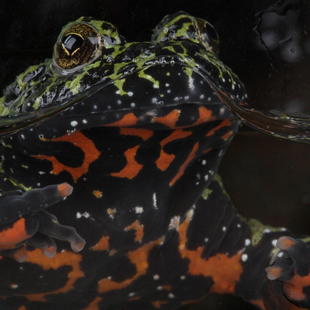 Jet black toad with flames of brilliant across fanning across its belly. The head is mottled with green
