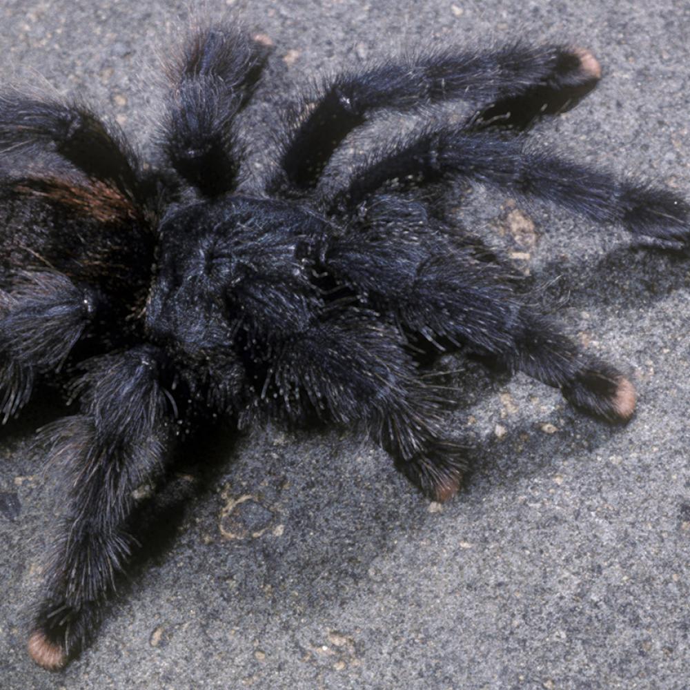 large, hairy, gray spider. The tips of the legs are a pale pink