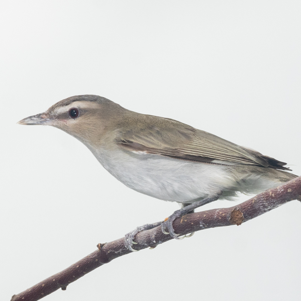 A side profile of a red eyed vireo, a small songbird with a gray-brown head, back, and wings, and a creamy-white colored belly. It is perching on a tree branch.