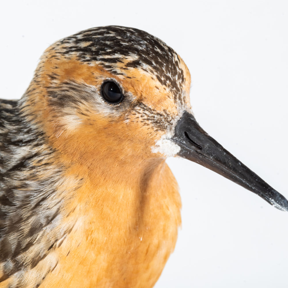 Close-up picture of a red knot's head. Rusty red plumage covers much of the bird's face. It has gray-brown feathers on the top of its head, black eyes and a long, gray beak.