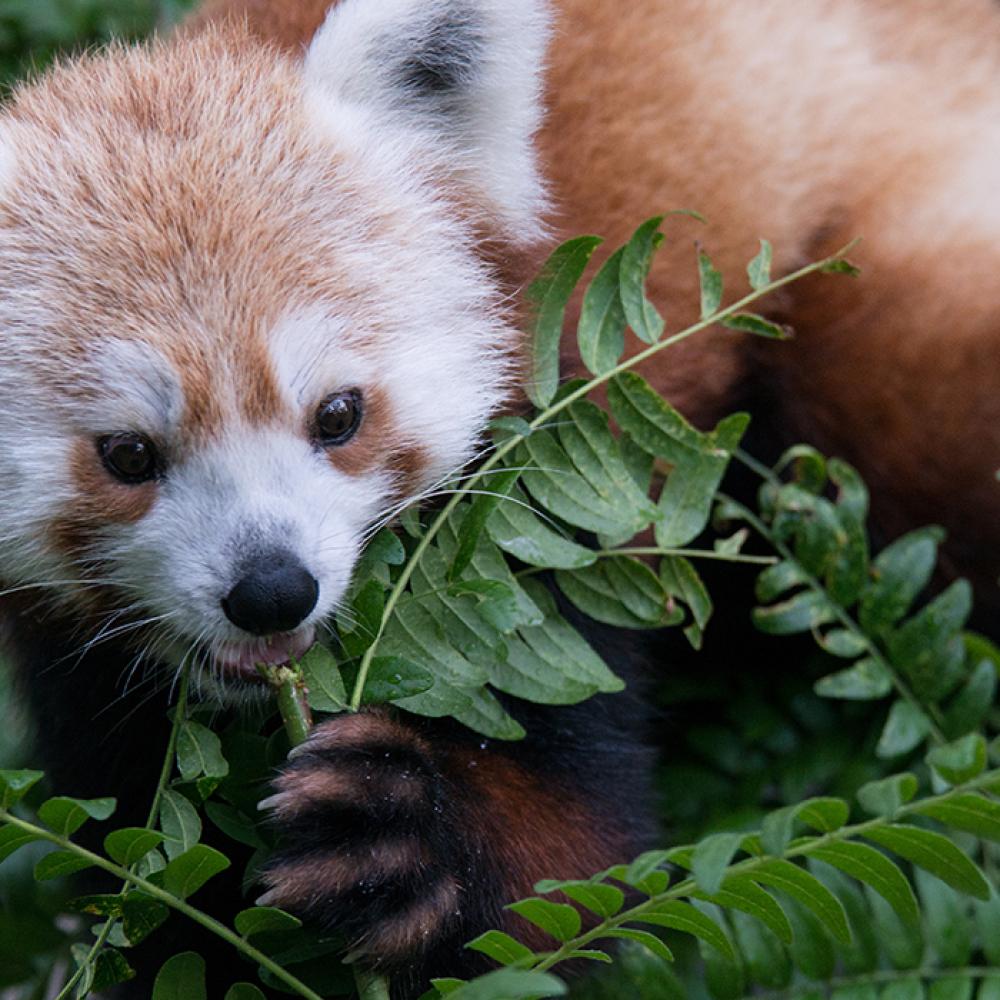 A red panda standing in a tree, using its front paw to hold a branch and eat leaves