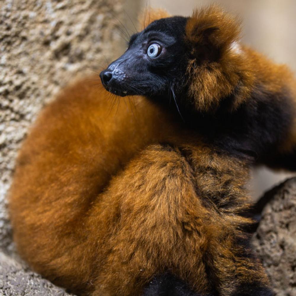 A red-ruffed lemur with thick, red fur, a black chest, face and hands, white eyes and red ear tufts sits on a rock