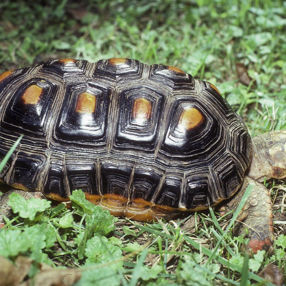 Blackish-shelled tortoise with a long shell. Each scute on its back has a rectangular, yellow center