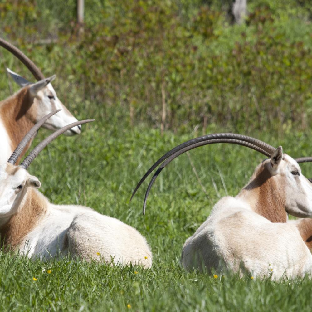 scimitar-horned oryx laying in grass