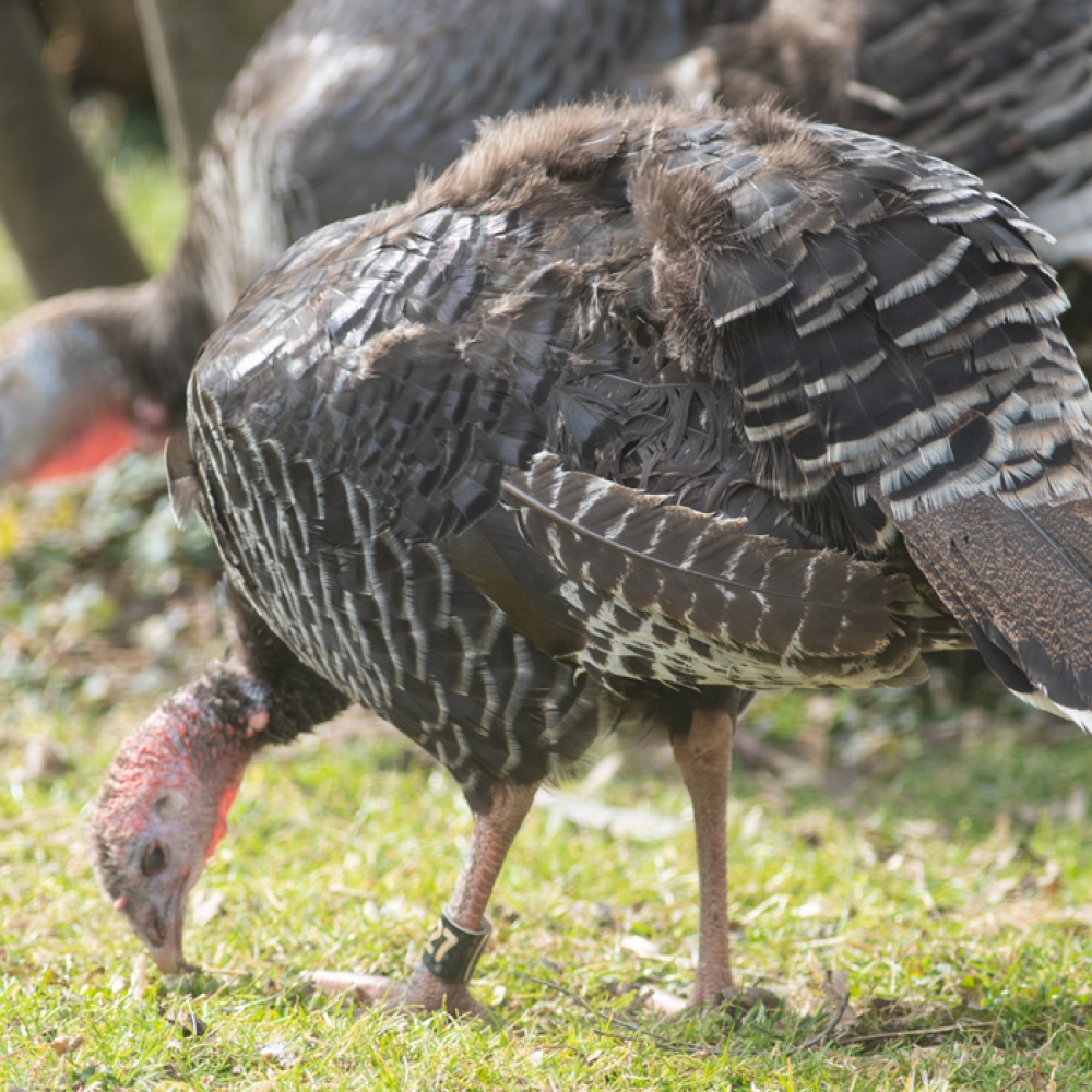 A pair of standard bronze turkeys use their bills to forage for food in the grass outside the Bird House.
