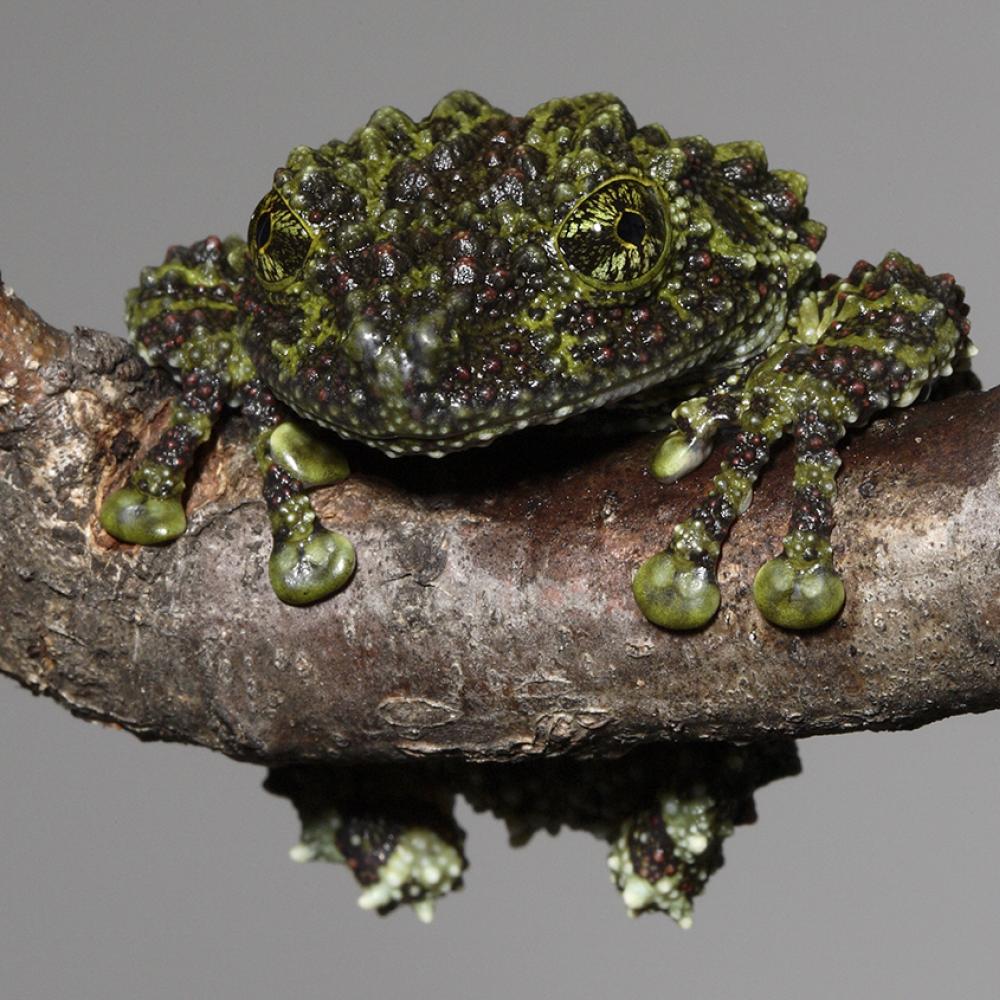 Frog on a branch with incredibly warty skin in varying shades of green