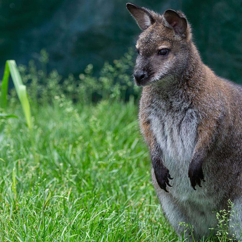 A small Bennett's wallaby, with brown fur, short arms and a long tail, standing in tall grass
