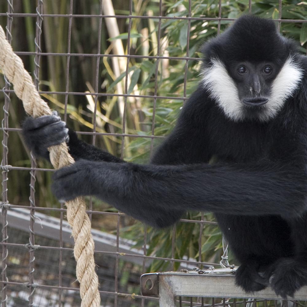 Black, long-armed ape with white cheek patches holding a rope in its long arms