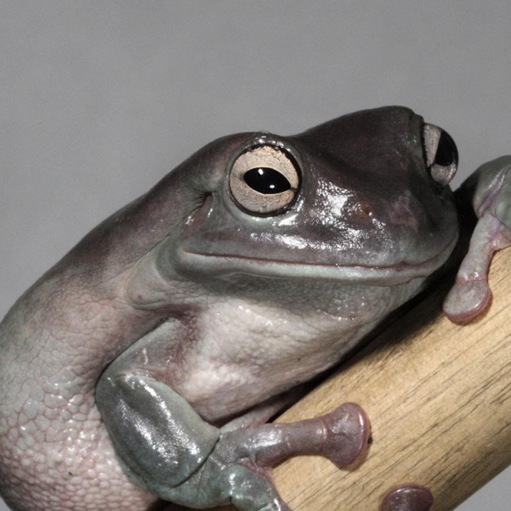 Puffy tree frog with dull green coloration sitting on a branch