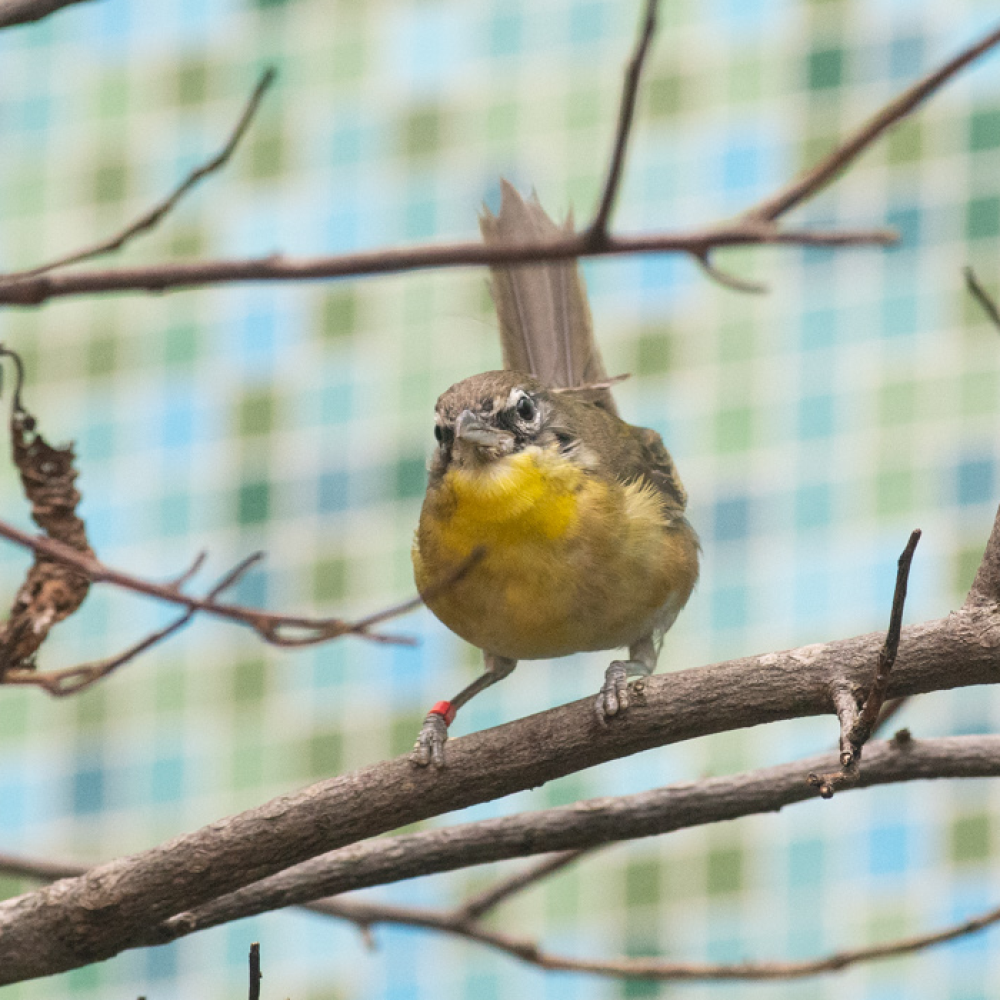 A yellow-breasted chat, a small songbird with grey upper parts and a yellow belly, perches on a tree branch in the Coffee Farm aviary of the Bird House.