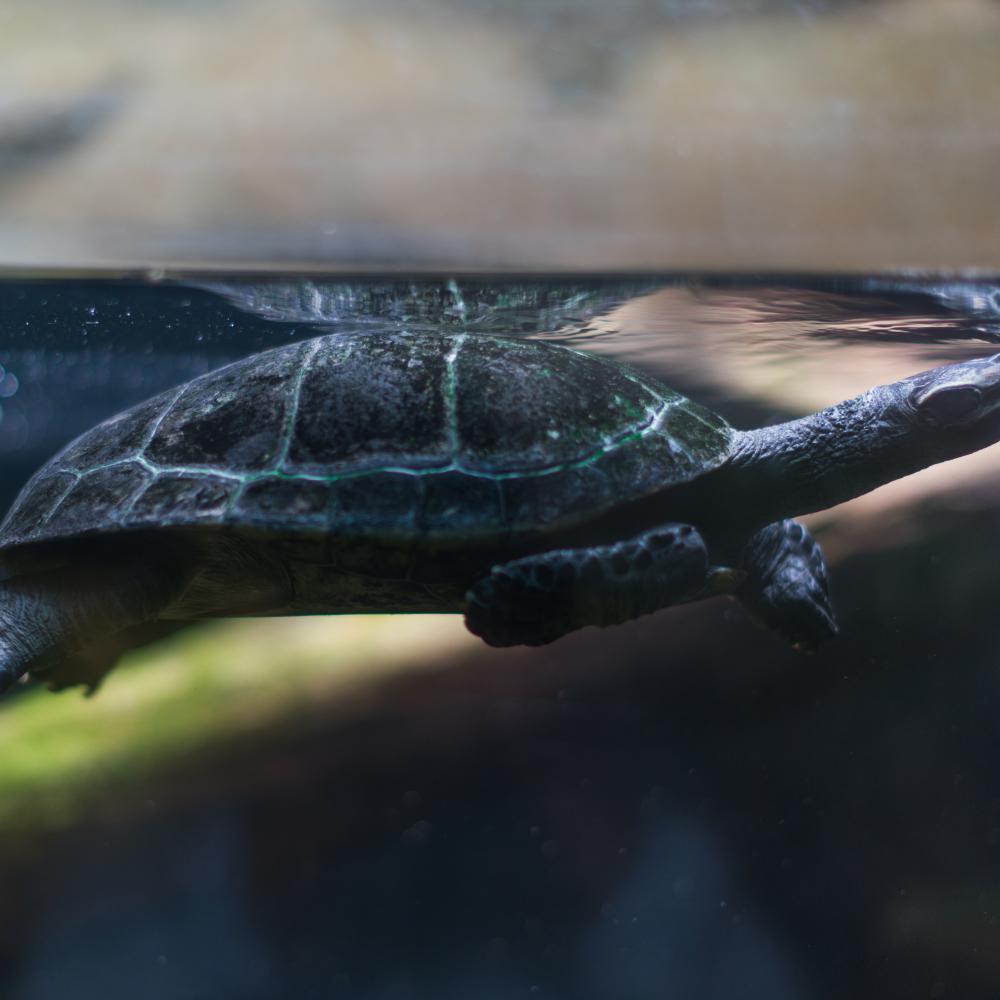Yellow-spotted Amazon River turtle swimming underwater