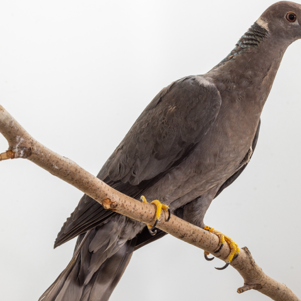 Side profile of a band-tailed pigeon, a gray bird with a yellow beak and a white ring around its neck, perching on a branch.