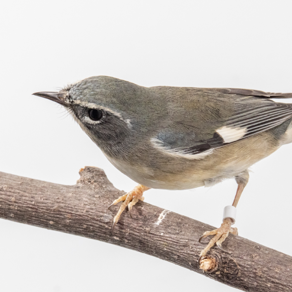 Side profile of a black-throated blue warbler, a small songbird with bluish-gray feathers. This specimen is a female, and does not have the black throat plumage that males have during the breeding season.