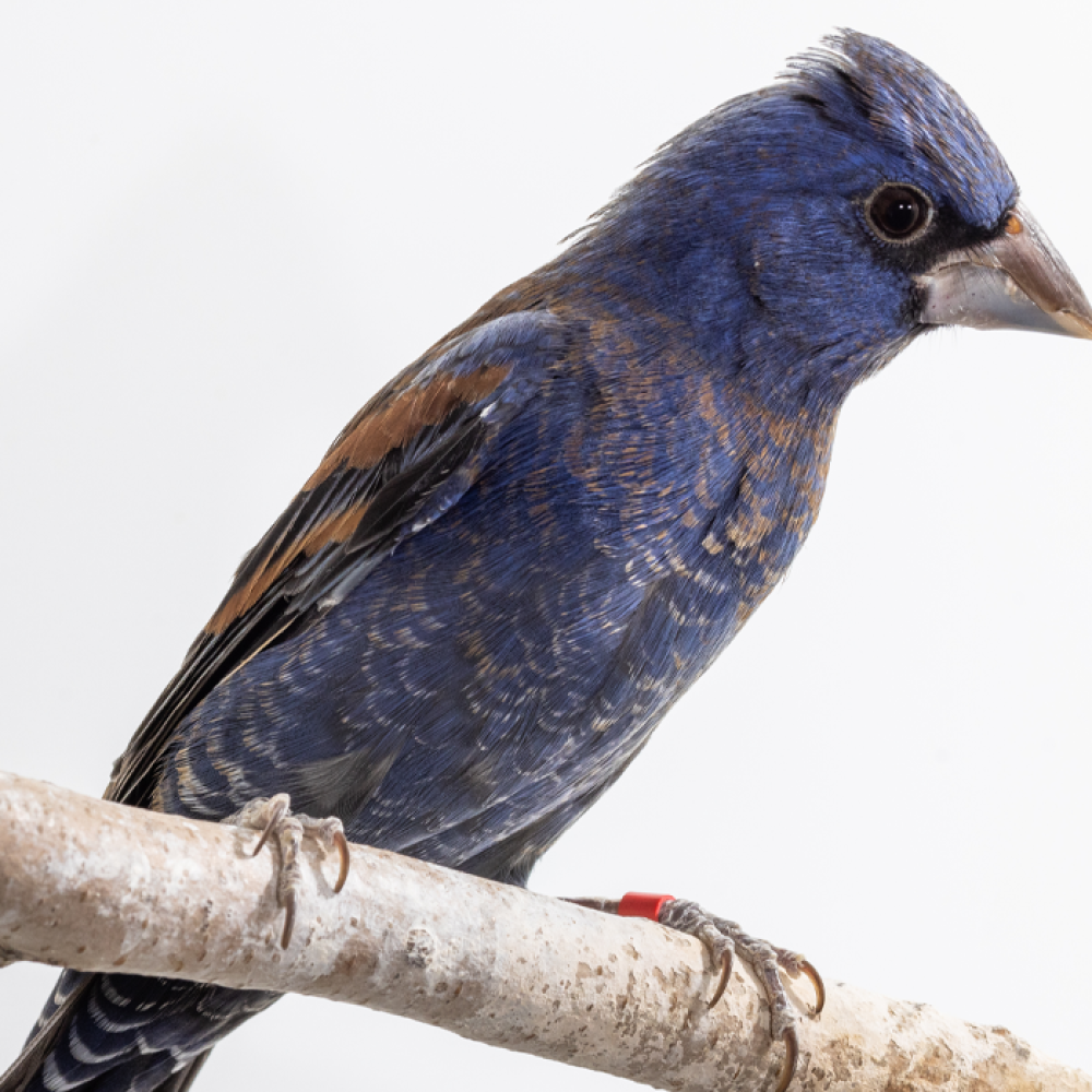 Side profile of a blue grosbeak, a small songbird with black-and-blue plumage and a gray cone-shaped bill.