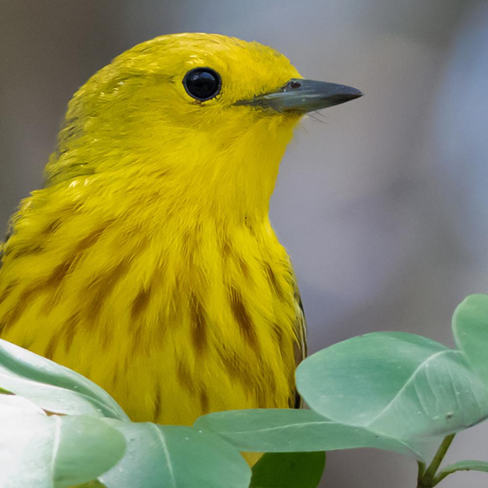 A yellow warbler perched on a branch with green leaves