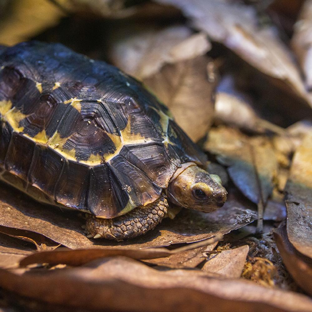 A small tortoise, called a Home's hinge-back tortoise, with a yellow and brown shell and short, scaly legs stands on a bed of leaves